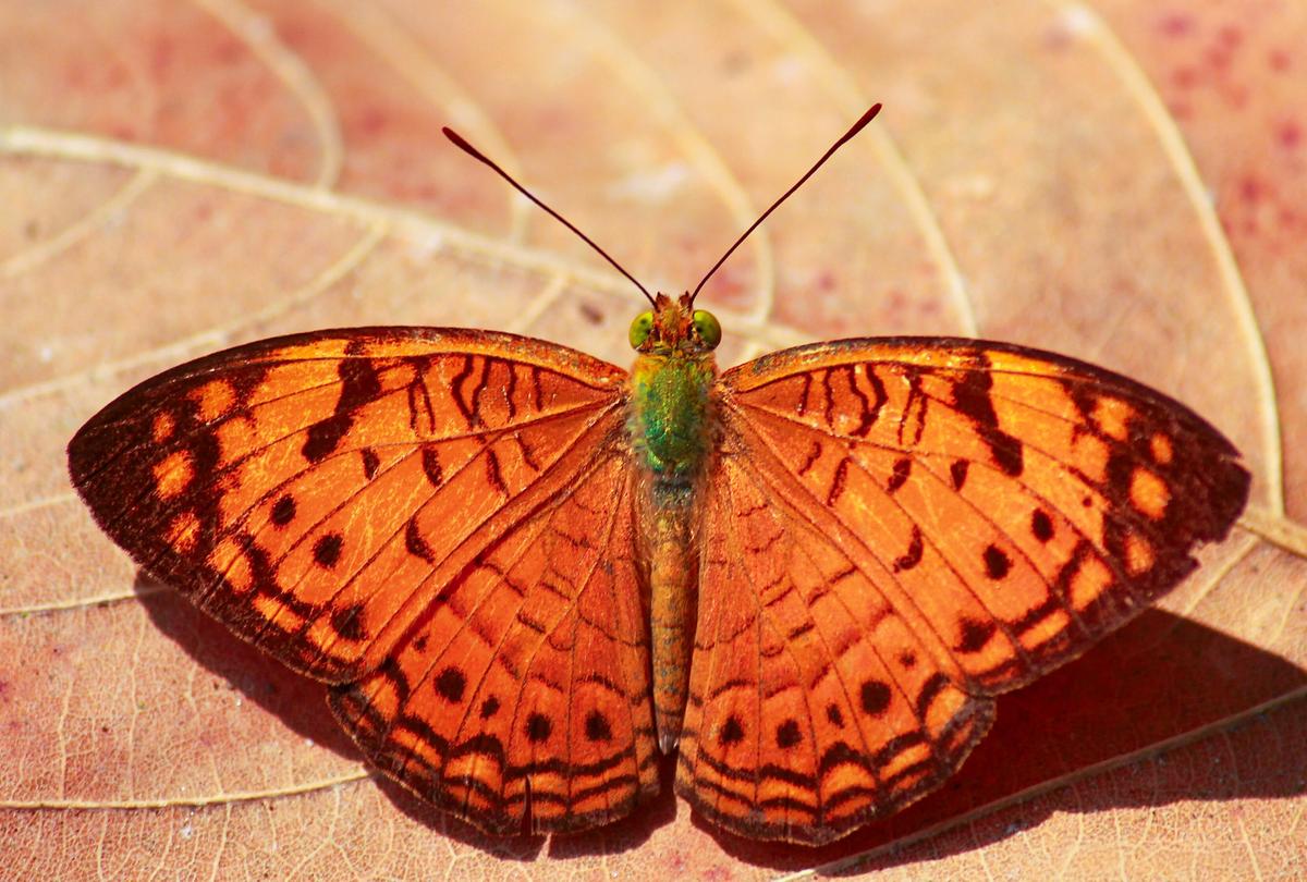 सह्याद्रि छोटा तेंदुआ